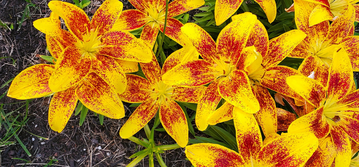 Malley Farm Lilies